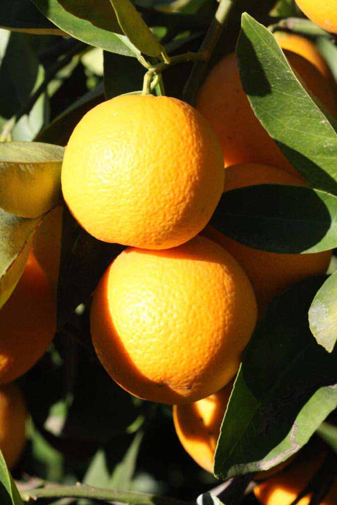              Fruit (Riverside, CA)       